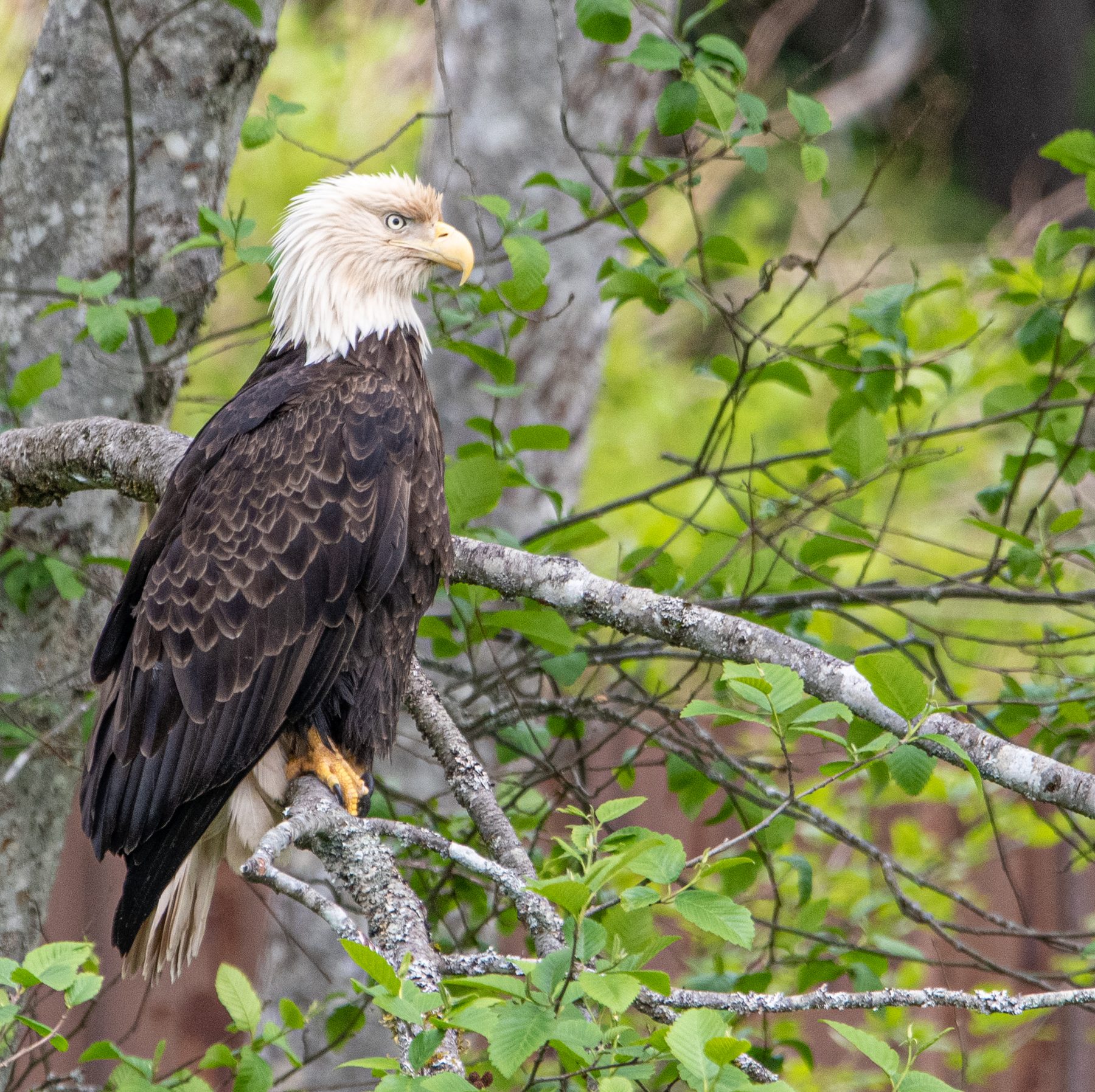 Bald eagle perched in a tree · Alaska