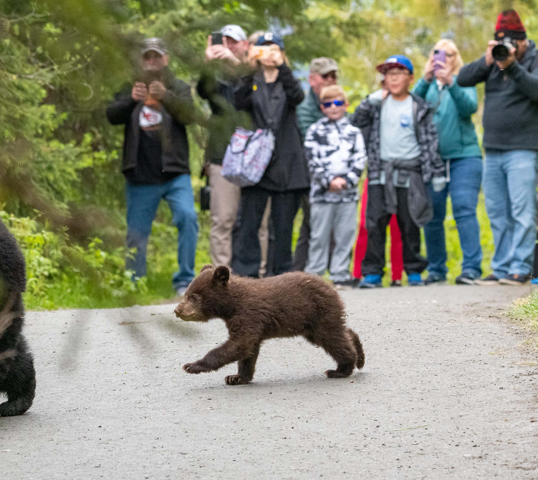 Black bear cub crossing a trail · Sitka, Alaska
