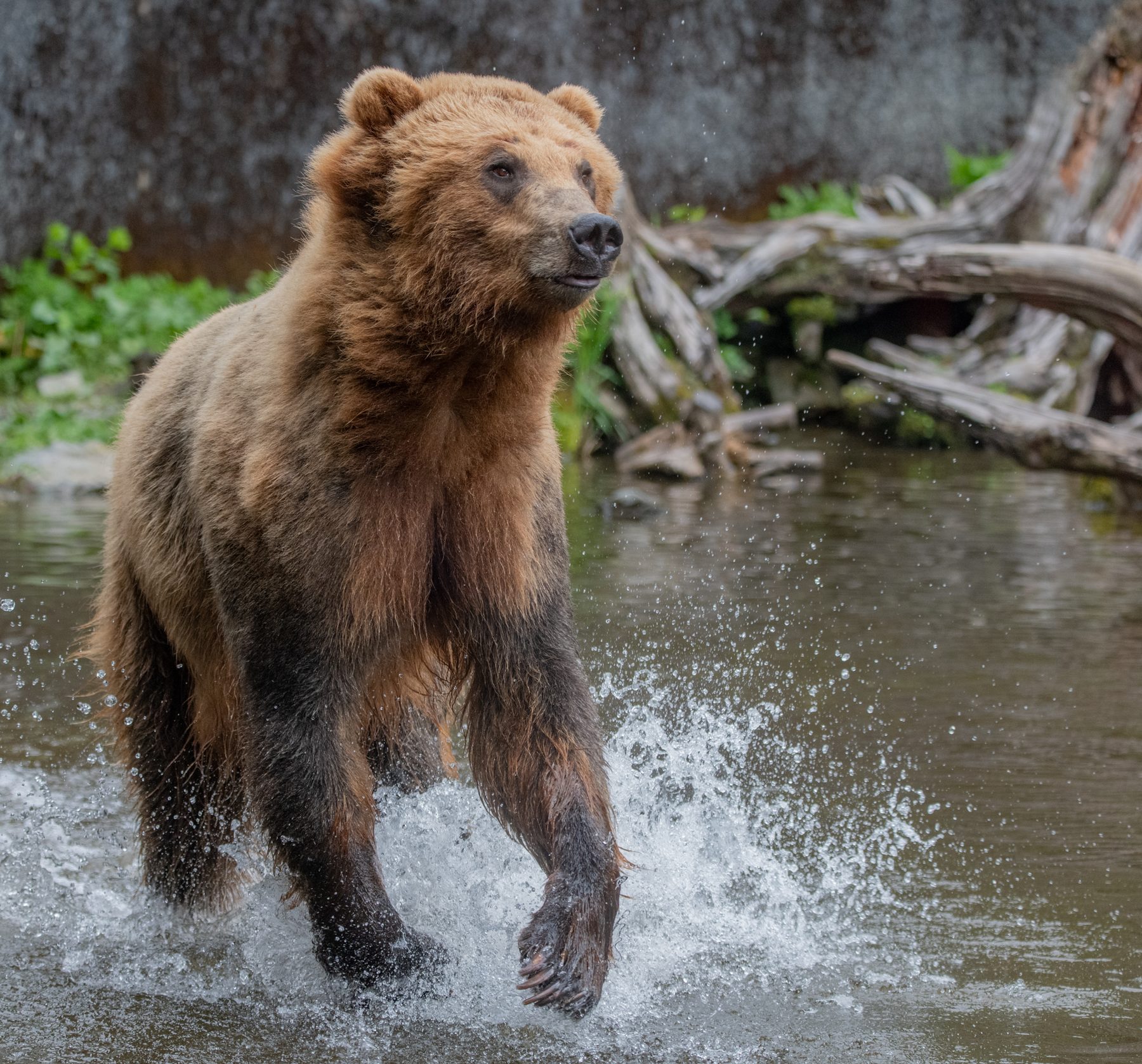 Grizzly bear charging through water · Alaska