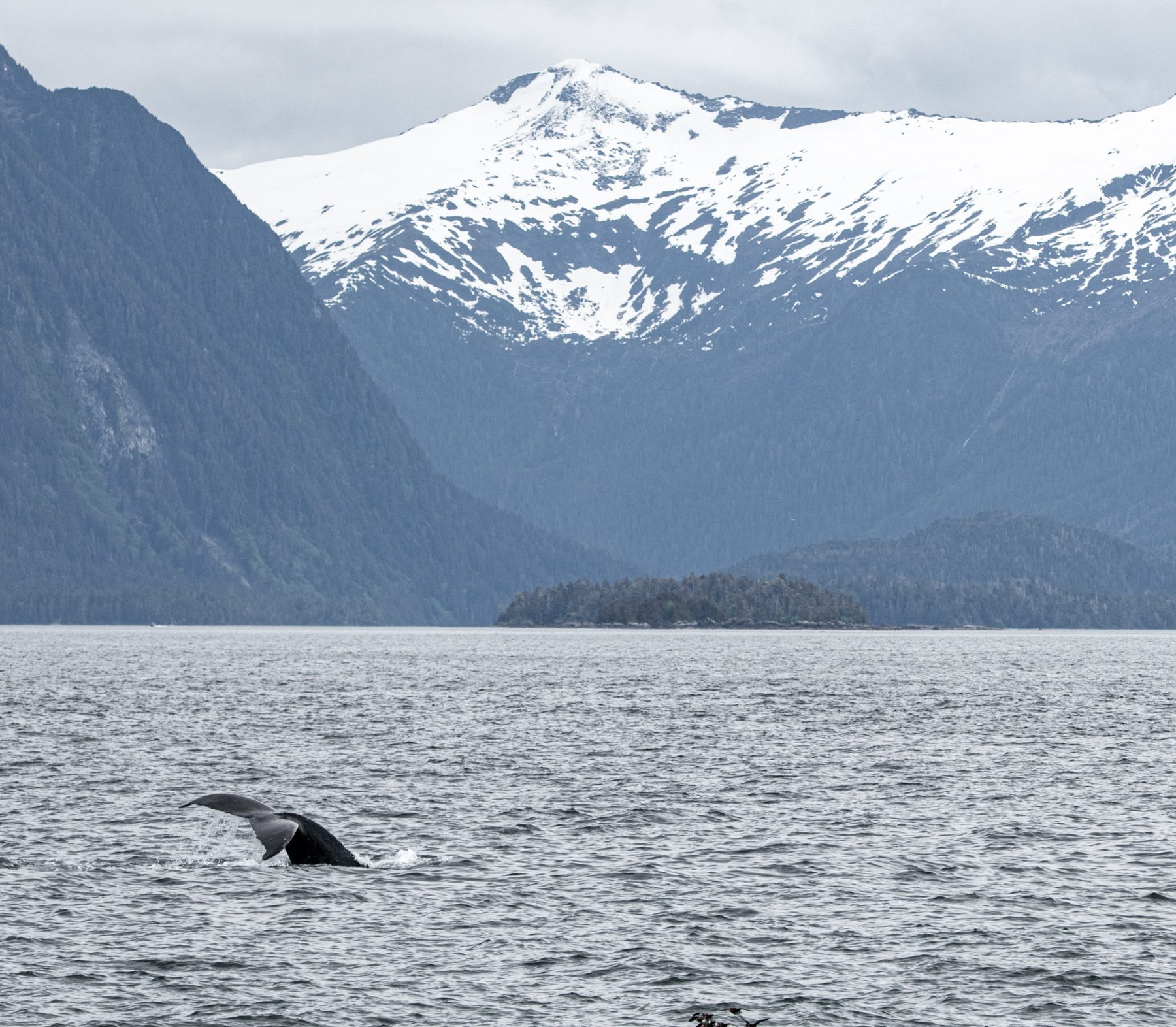 Humpback whale fluke against snow-capped mountains · Alaska