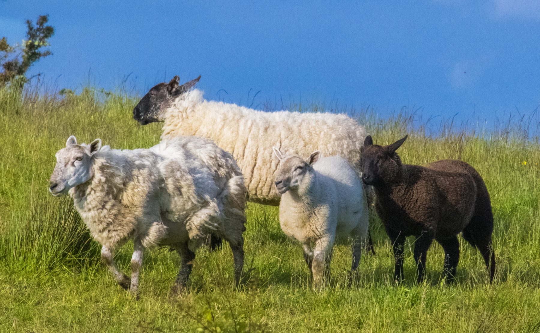 Sheep grazing under a blue sky · Ireland