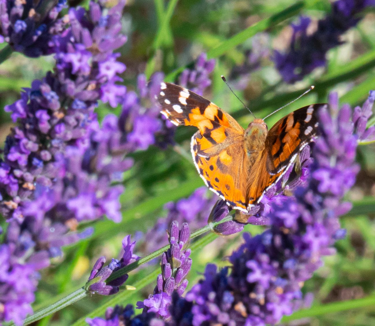 Painted lady on lavender · Provence
