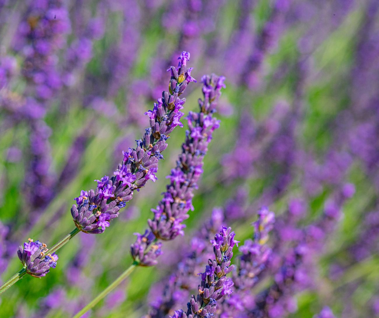 Lavender in bloom · Provence
