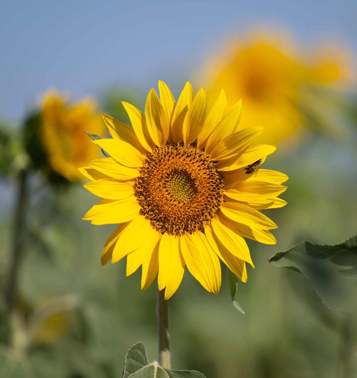 Sunflower & bee · Provence