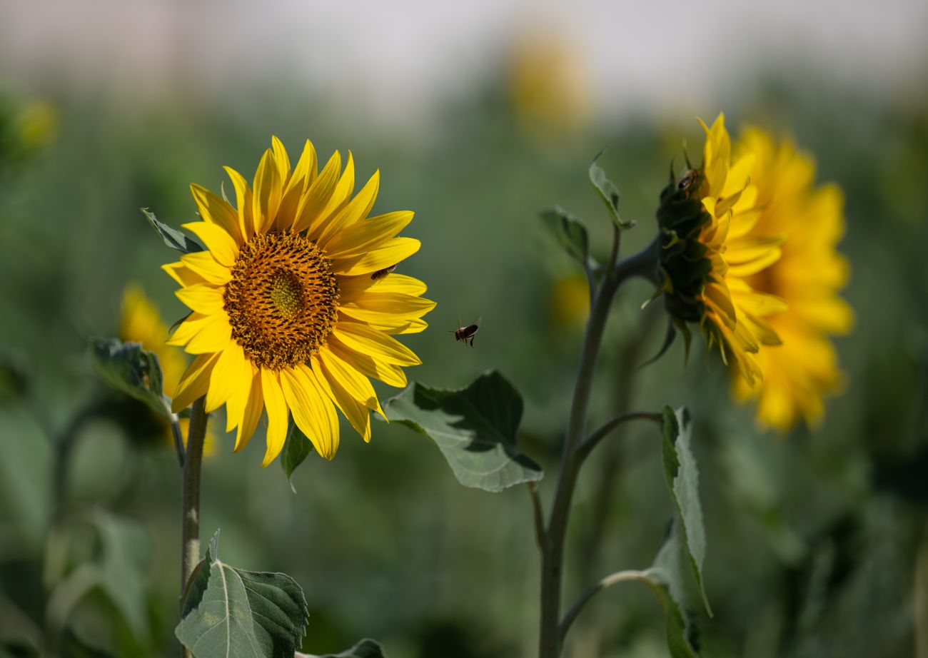 Turning to the sun · Provence