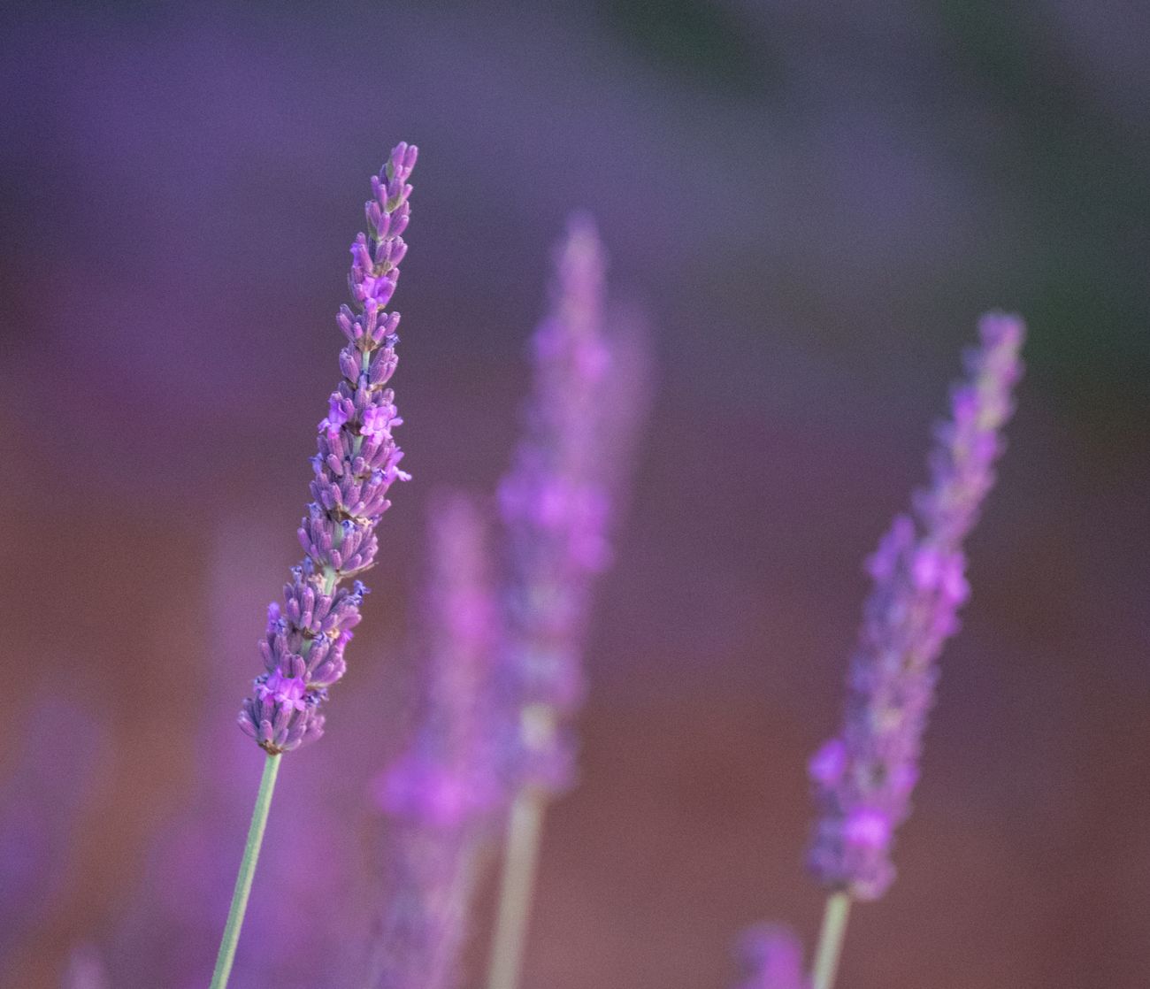 First light on the rows · Provence