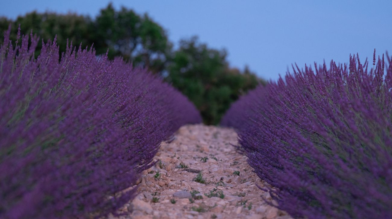 Between the rows · Valensole