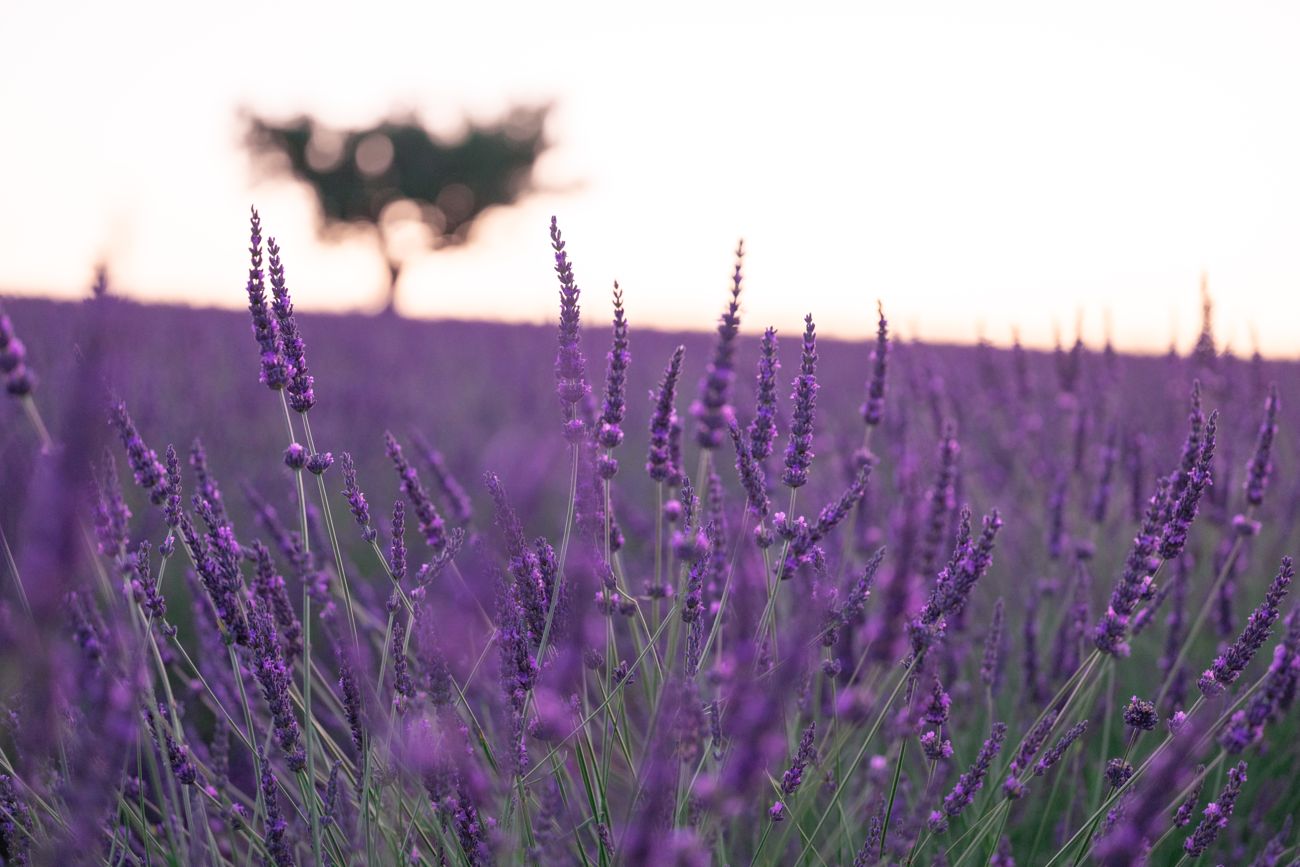 Dusk over the fields · Provence
