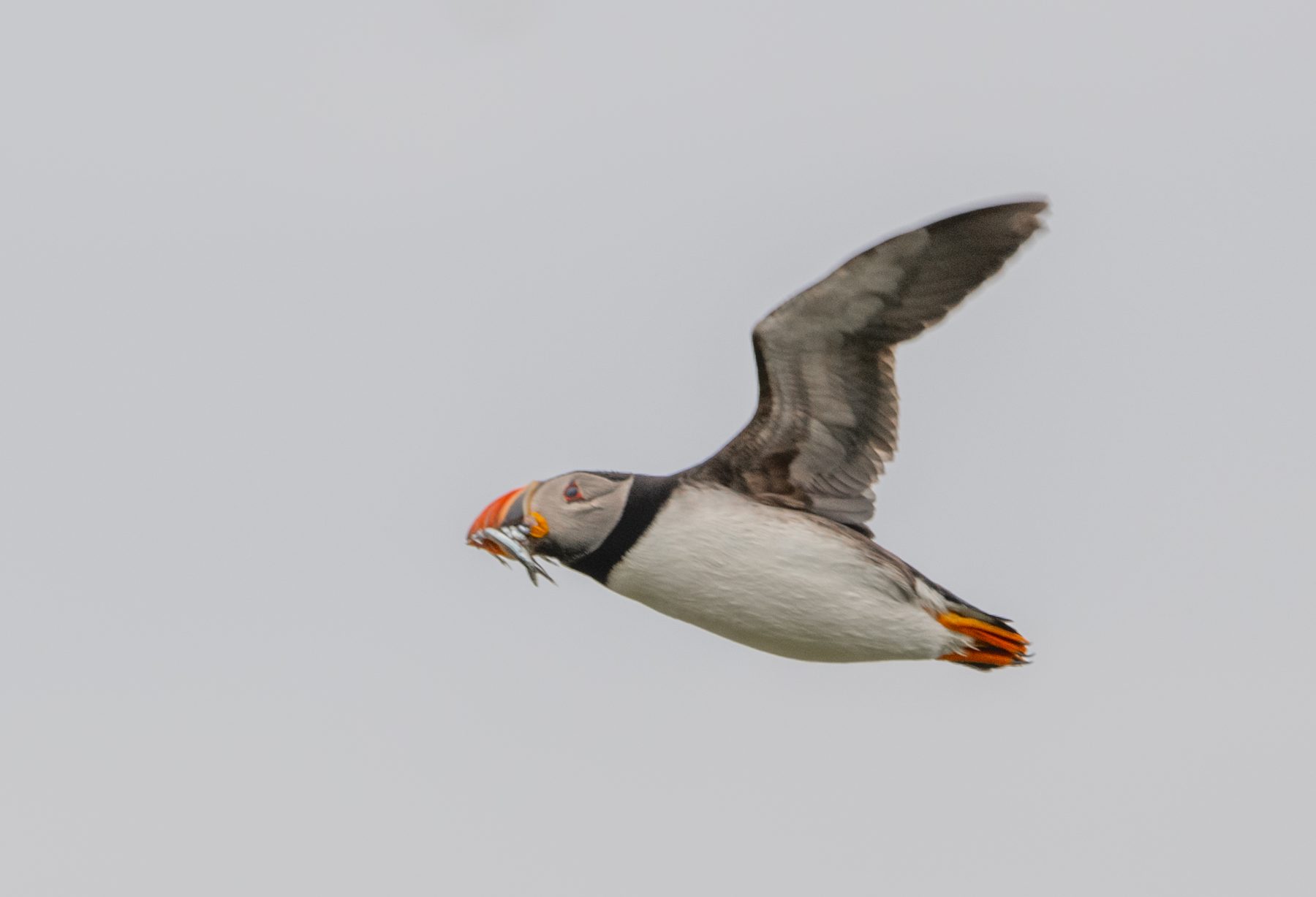 Puffin in flight carrying fish