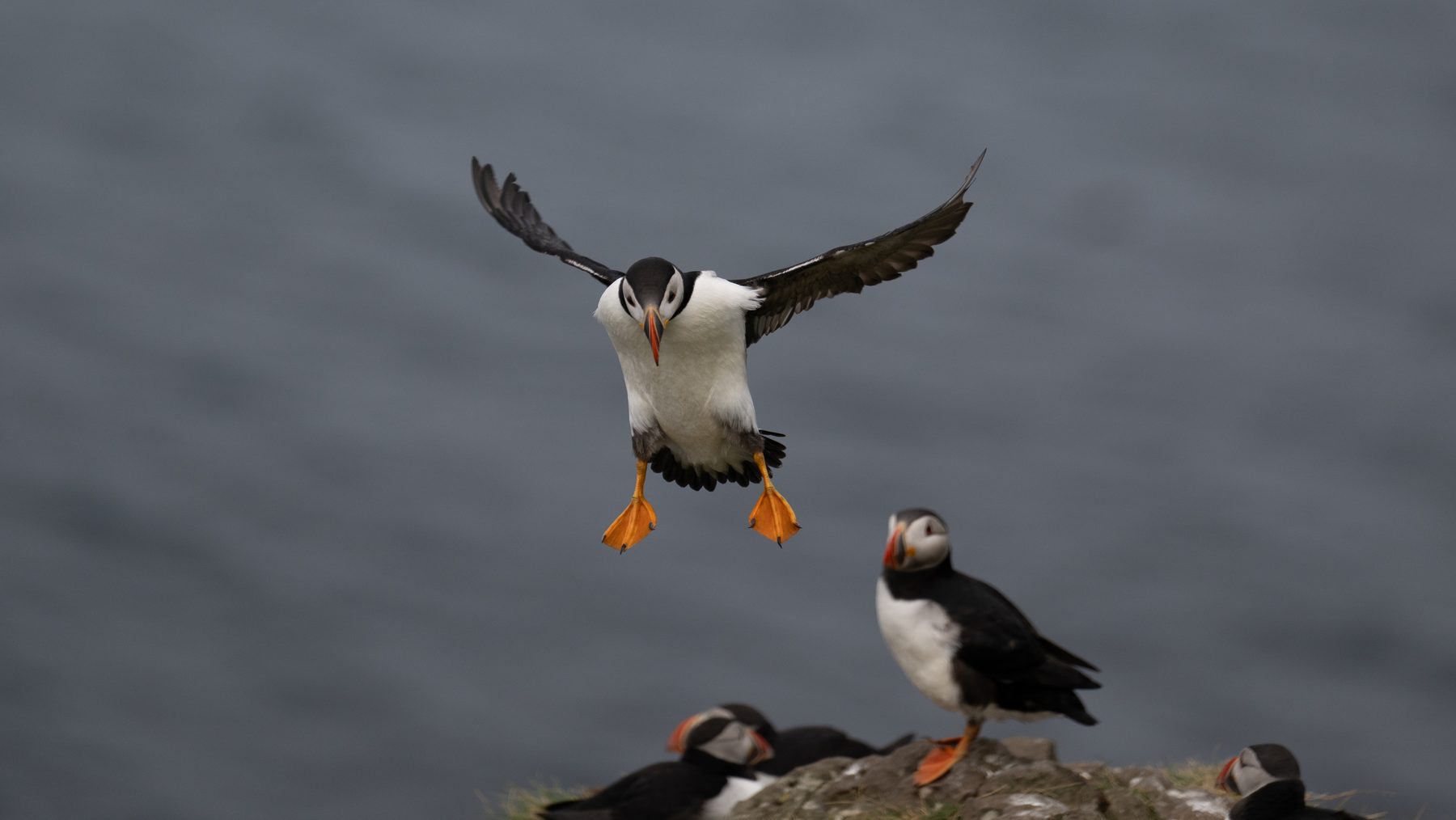 Puffin coming in to land among the colony