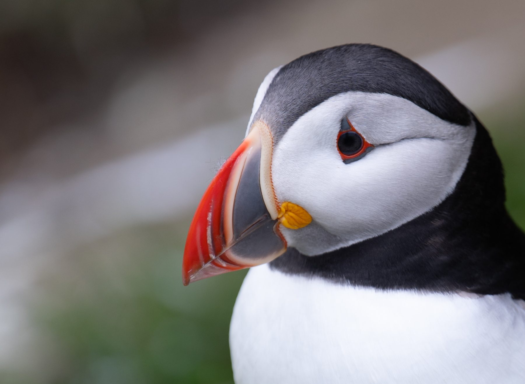Atlantic puffin portrait