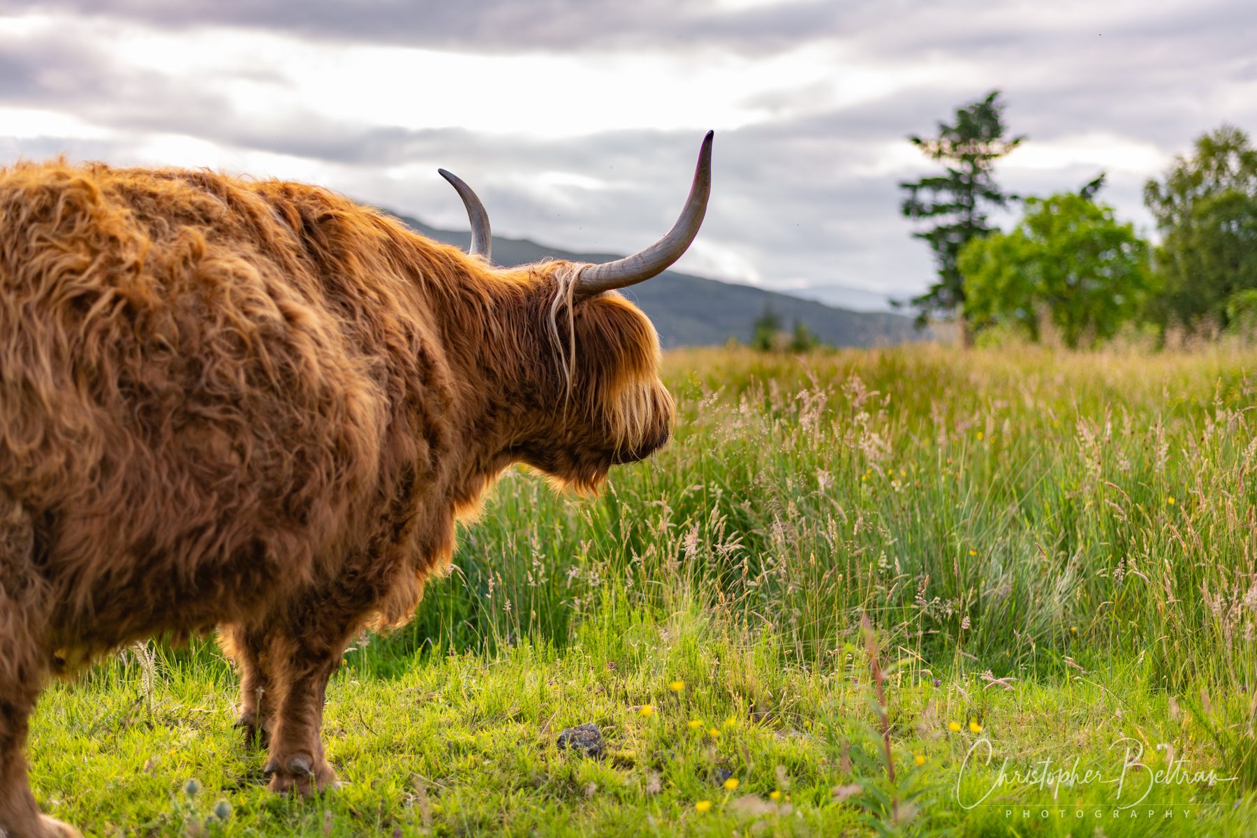 Highland cow in tall grass · Scotland
