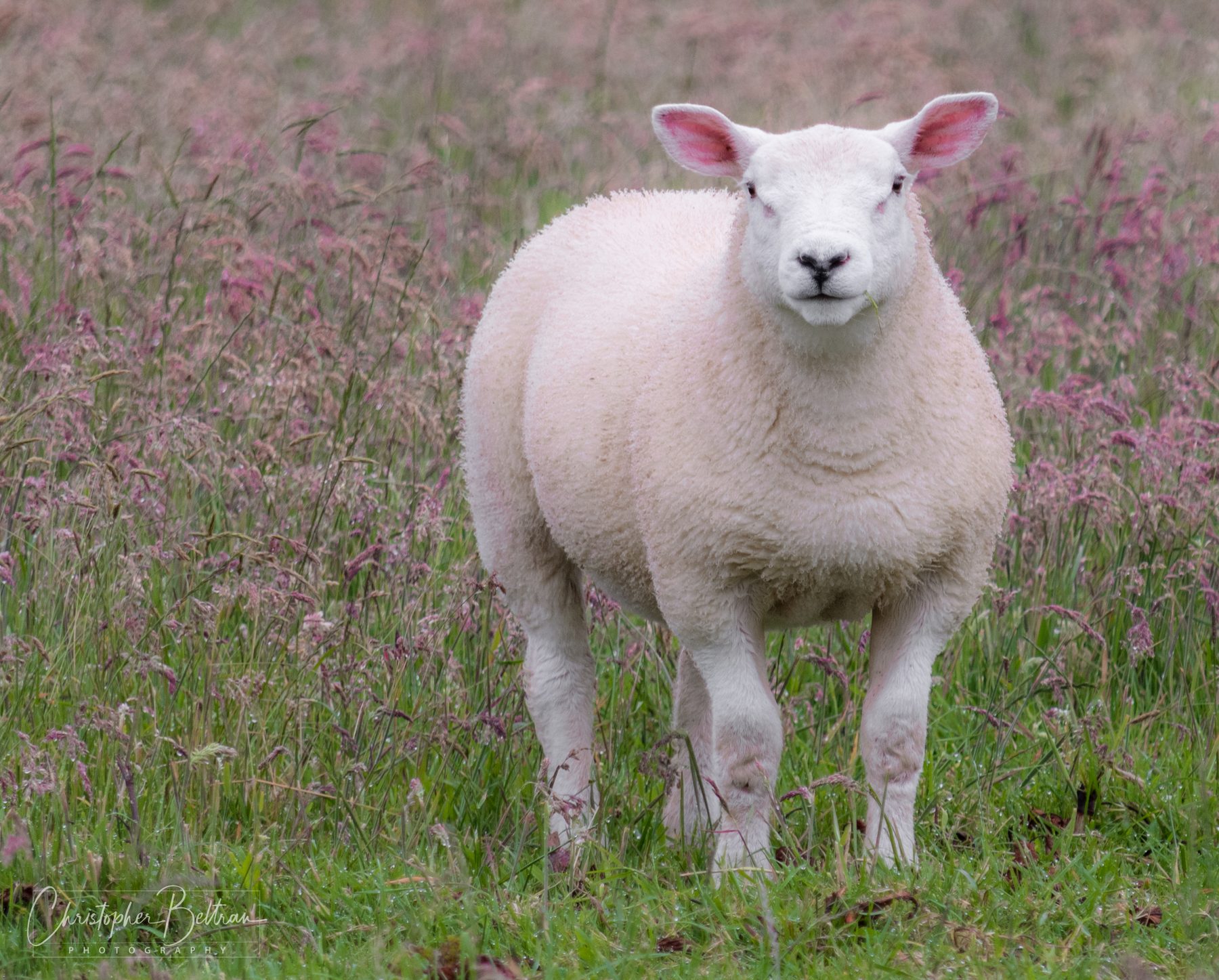 Lamb standing in pink wildflowers · Scotland