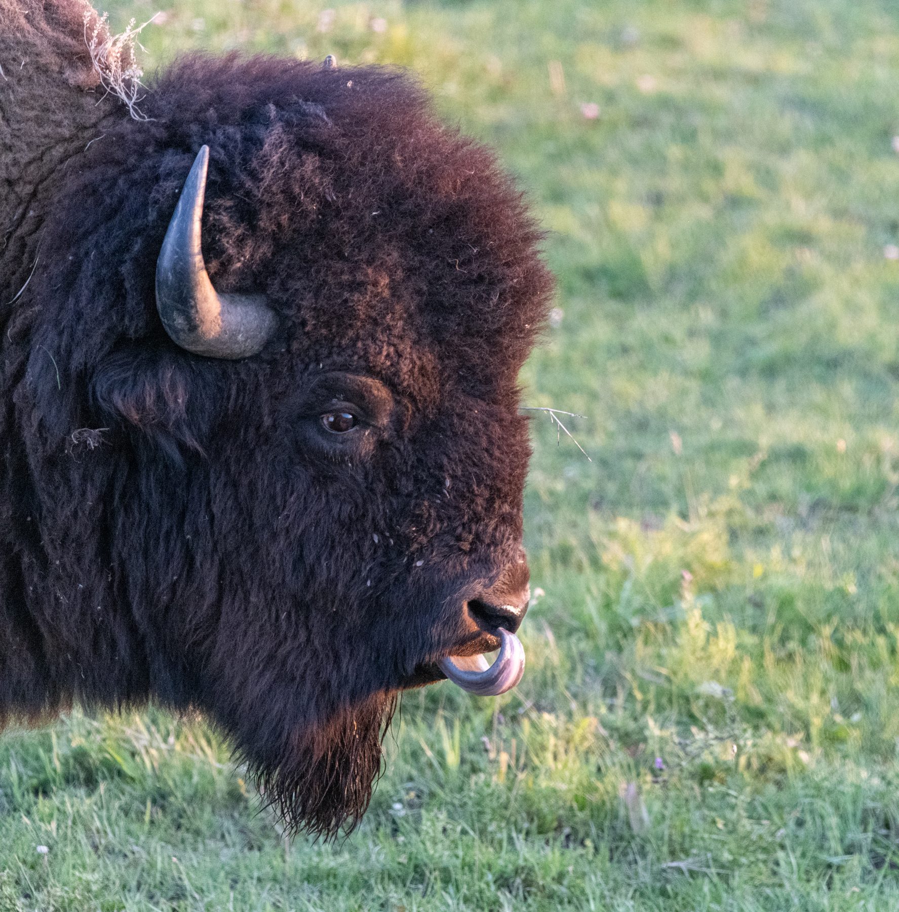 Bison close-up portrait · Yellowstone
