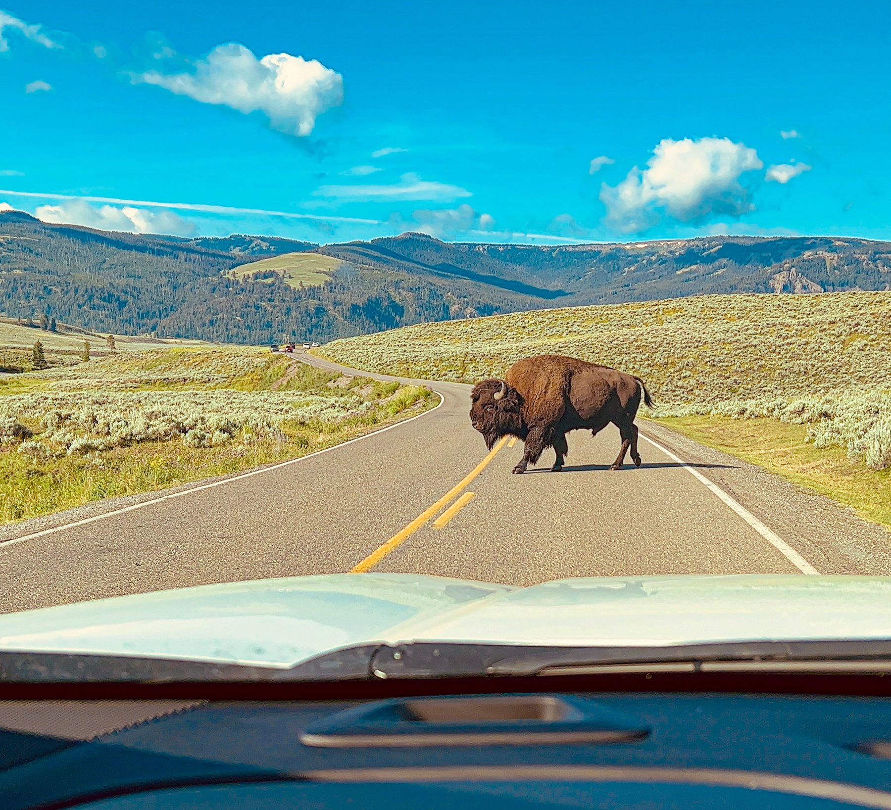 Bison crossing the road · Yellowstone