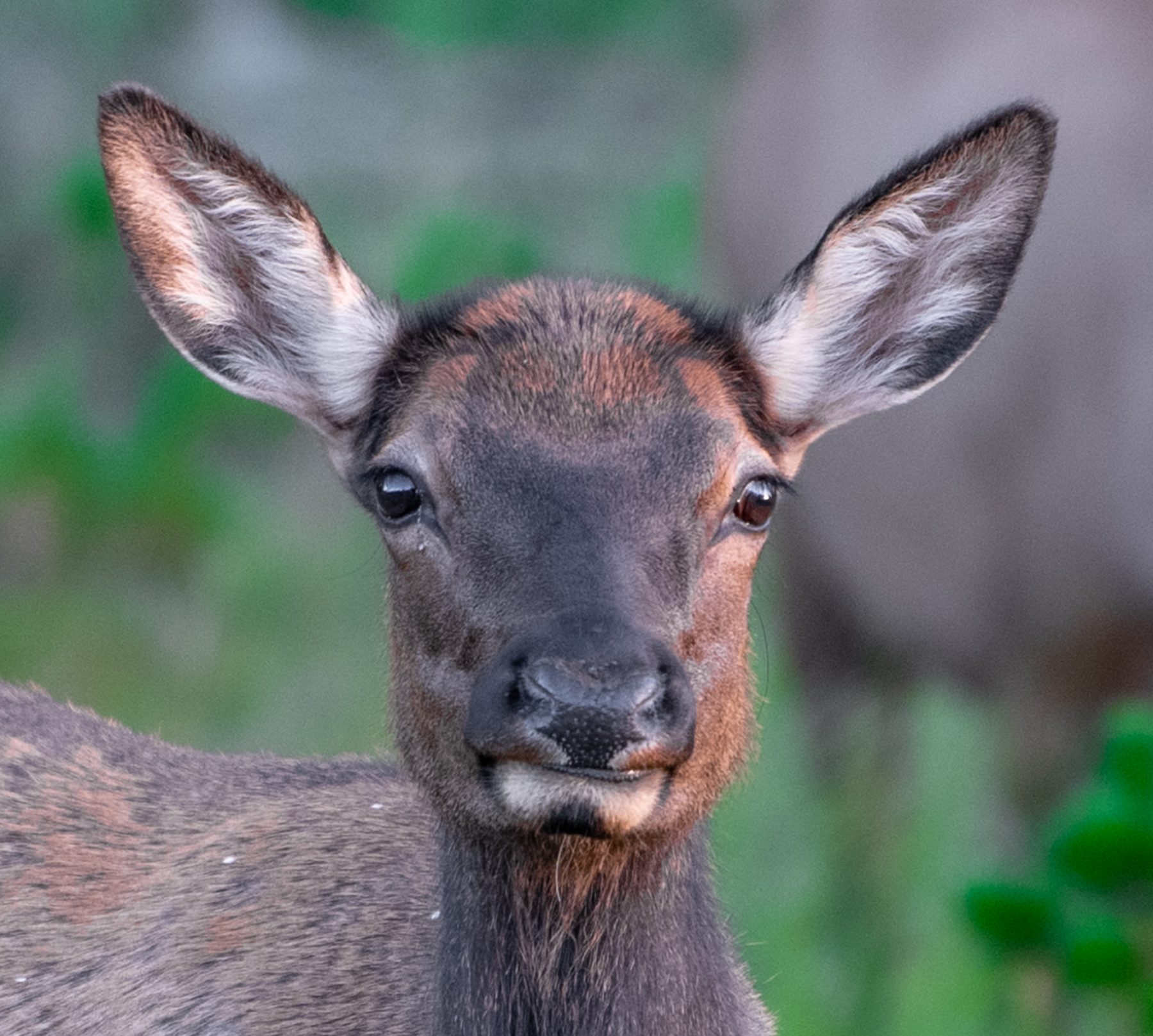 Elk calf portrait · Yellowstone