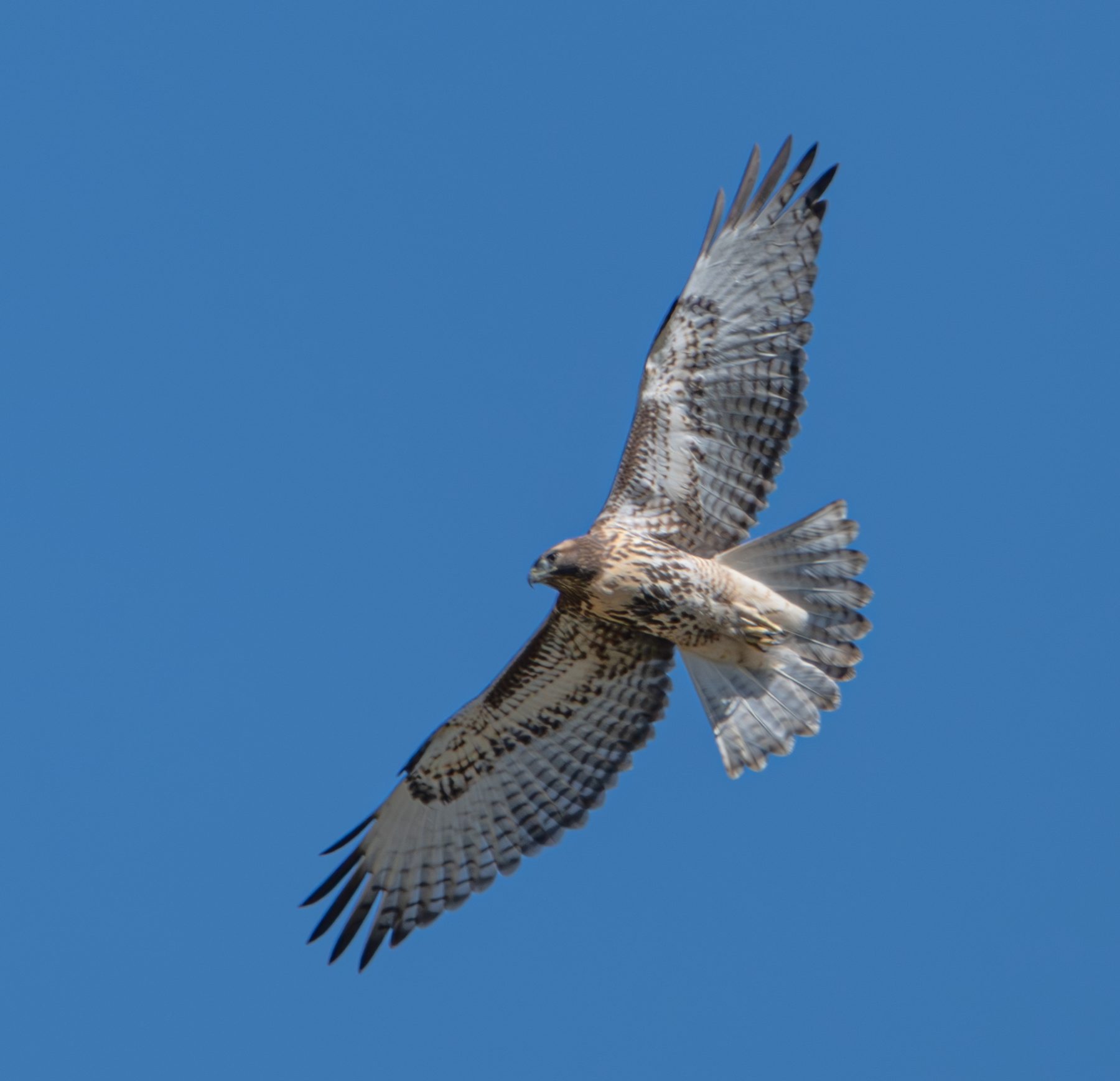 Red-tailed hawk in flight · Yellowstone