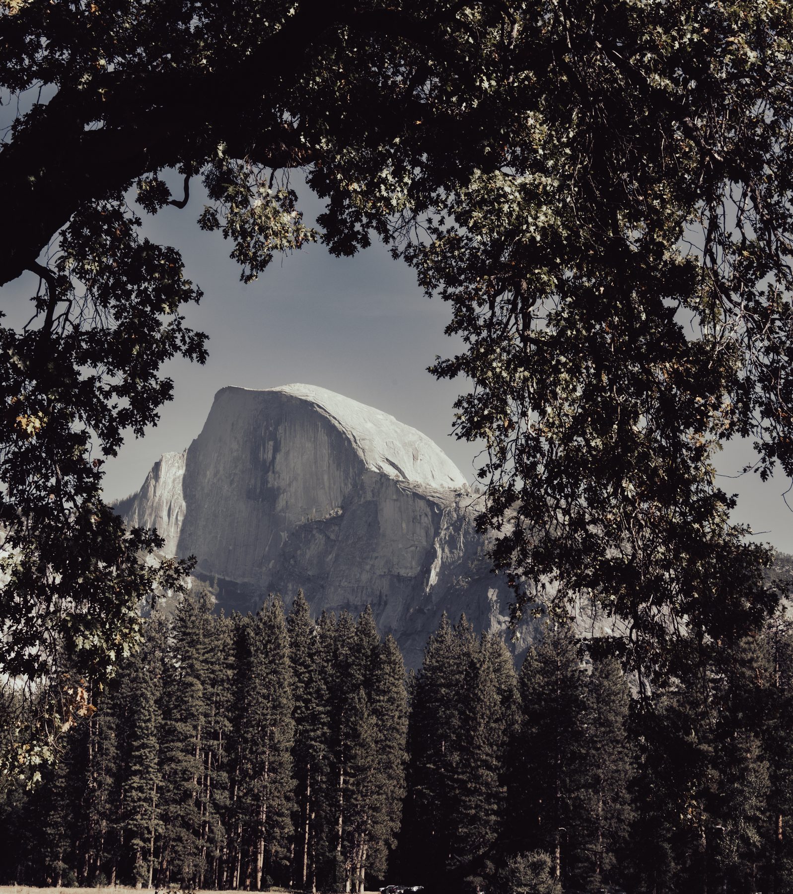 Half Dome framed by trees · Yosemite